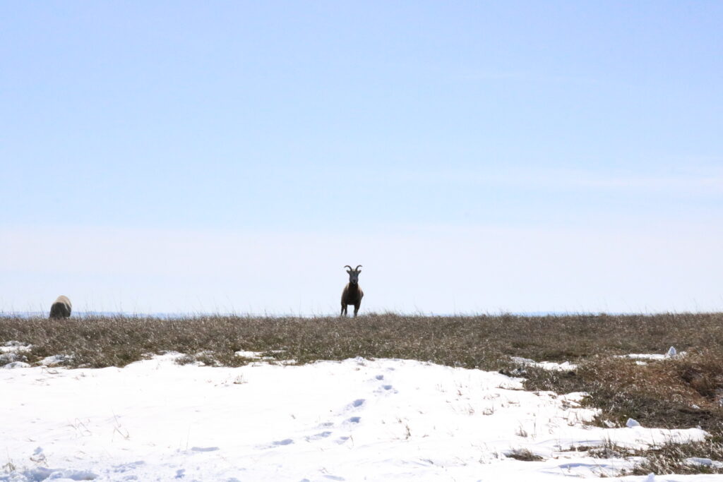 the badlands animal and landscape photography